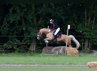 Deutsches Reitpony, Stute, 10 Jahre, 152 cm, Palomino