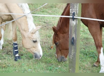 Deutsches Reitpony, Stute, 10 Jahre, 152 cm, Palomino