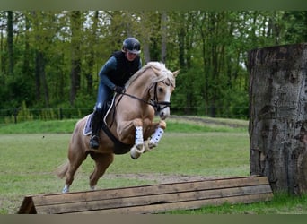 Deutsches Reitpony, Stute, 10 Jahre, 152 cm, Palomino