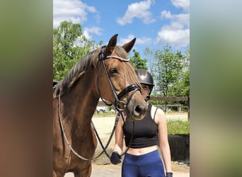 Deutsches Reitpony, Stute, 10 Jahre, 153 cm, Dunkelfuchs
