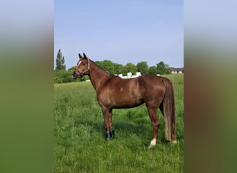 Deutsches Reitpony, Stute, 10 Jahre, 153 cm, Dunkelfuchs