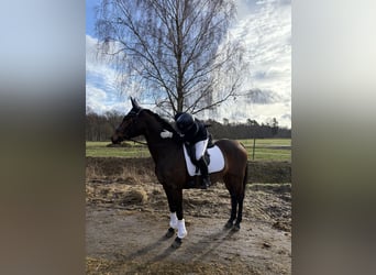 Deutsches Reitpony, Stute, 10 Jahre, 156 cm, Brauner