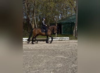 Deutsches Reitpony, Stute, 10 Jahre, 156 cm, Brauner