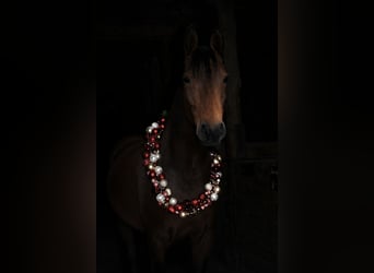 Deutsches Reitpony, Stute, 10 Jahre, 156 cm, Brauner