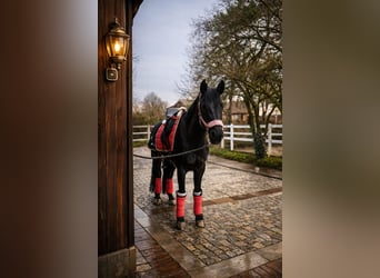 Deutsches Reitpony, Stute, 10 Jahre, 160 cm, Rappe