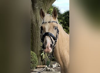 Deutsches Reitpony, Stute, 10 Jahre, Palomino