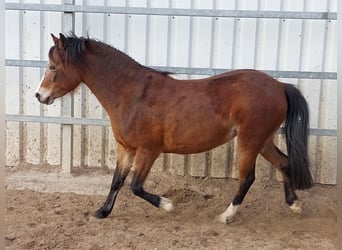 Deutsches Reitpony Mix, Stute, 11 Jahre, 130 cm, Brauner