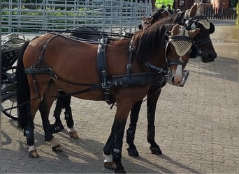 Deutsches Reitpony Mix, Stute, 11 Jahre, 130 cm, Brauner