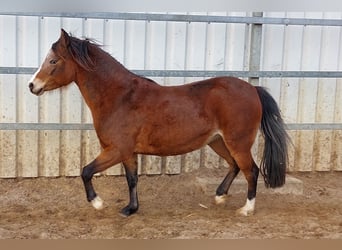 Deutsches Reitpony Mix, Stute, 11 Jahre, 130 cm, Brauner