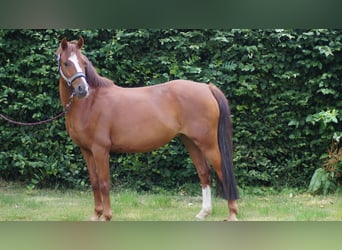 Deutsches Reitpony, Stute, 11 Jahre, 133 cm, Fuchs