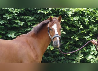 Deutsches Reitpony, Stute, 11 Jahre, 133 cm, Fuchs