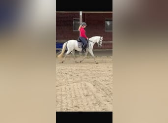Deutsches Reitpony, Stute, 11 Jahre, 137 cm, Apfelschimmel