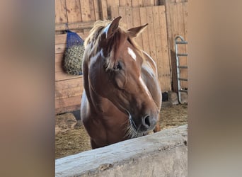 Deutsches Reitpony, Stute, 11 Jahre, 140 cm