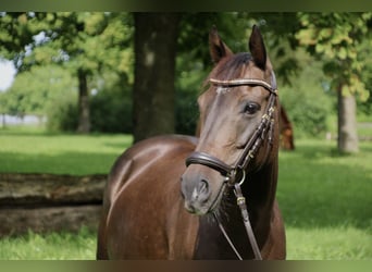 Deutsches Reitpony, Stute, 11 Jahre, 140 cm