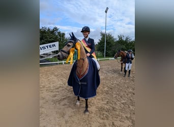 Deutsches Reitpony, Stute, 11 Jahre, 140 cm, Falbe