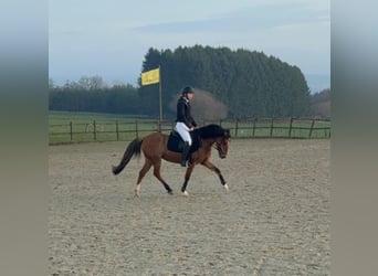 Deutsches Reitpony, Stute, 11 Jahre, 141 cm, Red Dun