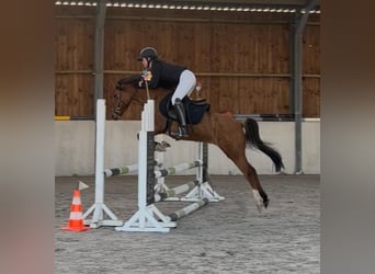 Deutsches Reitpony, Stute, 11 Jahre, 141 cm, Red Dun