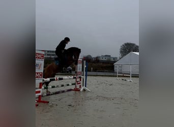 Deutsches Reitpony, Stute, 11 Jahre, 141 cm, Red Dun