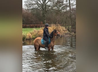 Deutsches Reitpony, Stute, 11 Jahre, 141 cm, Red Dun