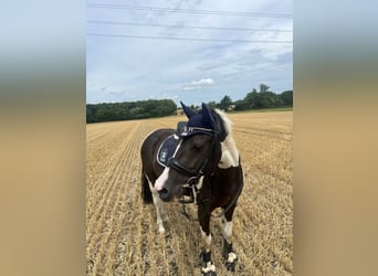 Deutsches Reitpony Mix, Stute, 11 Jahre, 141 cm, Schecke