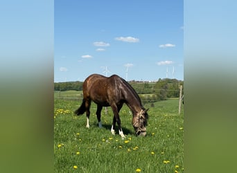 Deutsches Reitpony, Stute, 11 Jahre, 143 cm, Palomino