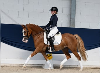 Deutsches Reitpony, Stute, 11 Jahre, 144 cm, Fuchs