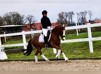 Deutsches Reitpony, Stute, 11 Jahre, 144 cm, Fuchs