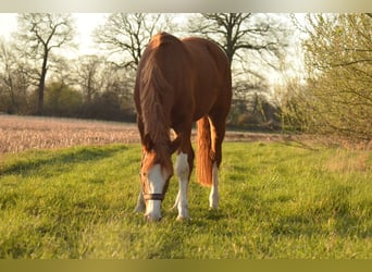 Deutsches Reitpony, Stute, 11 Jahre, 144 cm, Fuchs