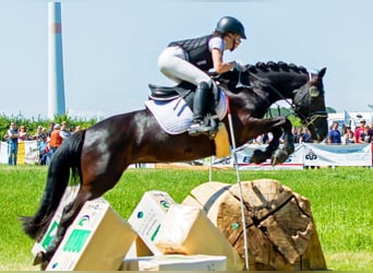 Deutsches Reitpony, Stute, 11 Jahre, 144 cm, Rappe