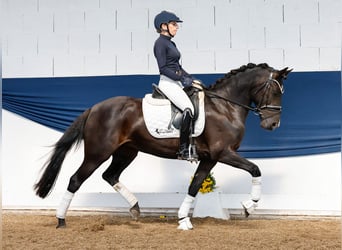 Deutsches Reitpony, Stute, 11 Jahre, 144 cm, Rappe
