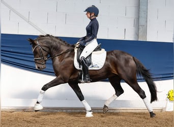 Deutsches Reitpony, Stute, 11 Jahre, 144 cm, Rappe