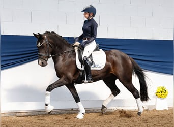 Deutsches Reitpony, Stute, 11 Jahre, 144 cm, Rappe