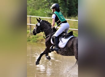 Deutsches Reitpony, Stute, 11 Jahre, 144 cm, Rappe