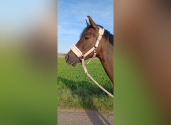 Deutsches Reitpony, Stute, 11 Jahre, 145 cm, Brauner