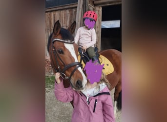 Deutsches Reitpony, Stute, 11 Jahre, 145 cm, Brauner