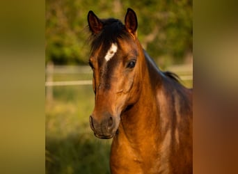 Deutsches Reitpony Mix, Stute, 11 Jahre, 145 cm, Brauner