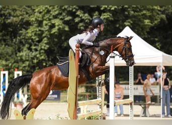 Deutsches Reitpony, Stute, 11 Jahre, 145 cm, Brauner