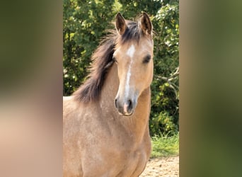 Deutsches Reitpony, Stute, 11 Jahre, 145 cm, Dunkelfuchs