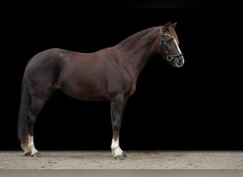 Deutsches Reitpony, Stute, 11 Jahre, 145 cm, Dunkelfuchs