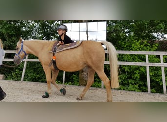 Deutsches Reitpony, Stute, 11 Jahre, 145 cm, Palomino