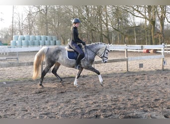 Deutsches Reitpony, Stute, 11 Jahre, 146 cm, Apfelschimmel