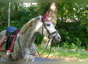 Deutsches Reitpony, Stute, 11 Jahre, 146 cm, Apfelschimmel
