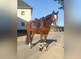 Deutsches Reitpony, Stute, 11 Jahre, 146 cm, Brauner