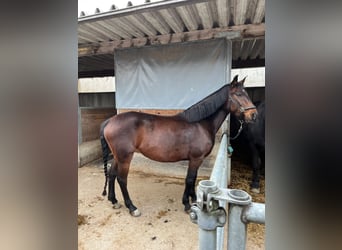 Deutsches Reitpony Mix, Stute, 11 Jahre, 146 cm, Dunkelbrauner