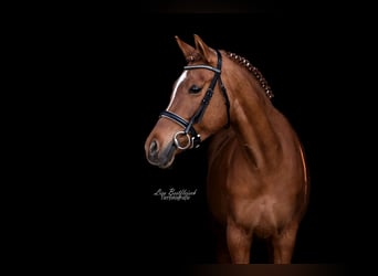 Deutsches Reitpony, Stute, 11 Jahre, 146 cm, Fuchs