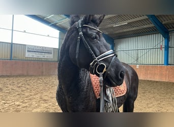 Deutsches Reitpony Mix, Stute, 11 Jahre, 146 cm, Rappe