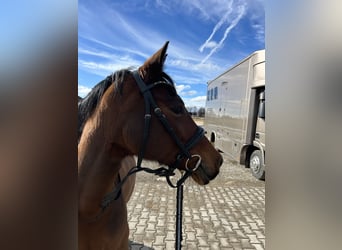 Deutsches Reitpony, Stute, 11 Jahre, 147 cm, Brauner