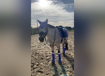 Deutsches Reitpony Mix, Stute, 11 Jahre, 147 cm, Rotschimmel