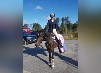 Deutsches Reitpony, Stute, 11 Jahre, 147 cm, Schwarzbrauner