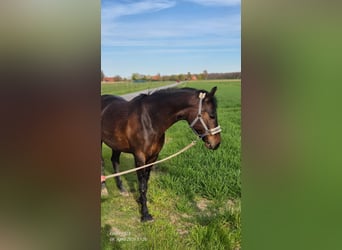 Deutsches Reitpony, Stute, 11 Jahre, 148 cm, Brauner
